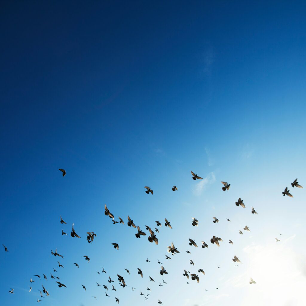 Oiseaux en vol dans un ciel bleu, symbole d’autonomie et d’équilibre