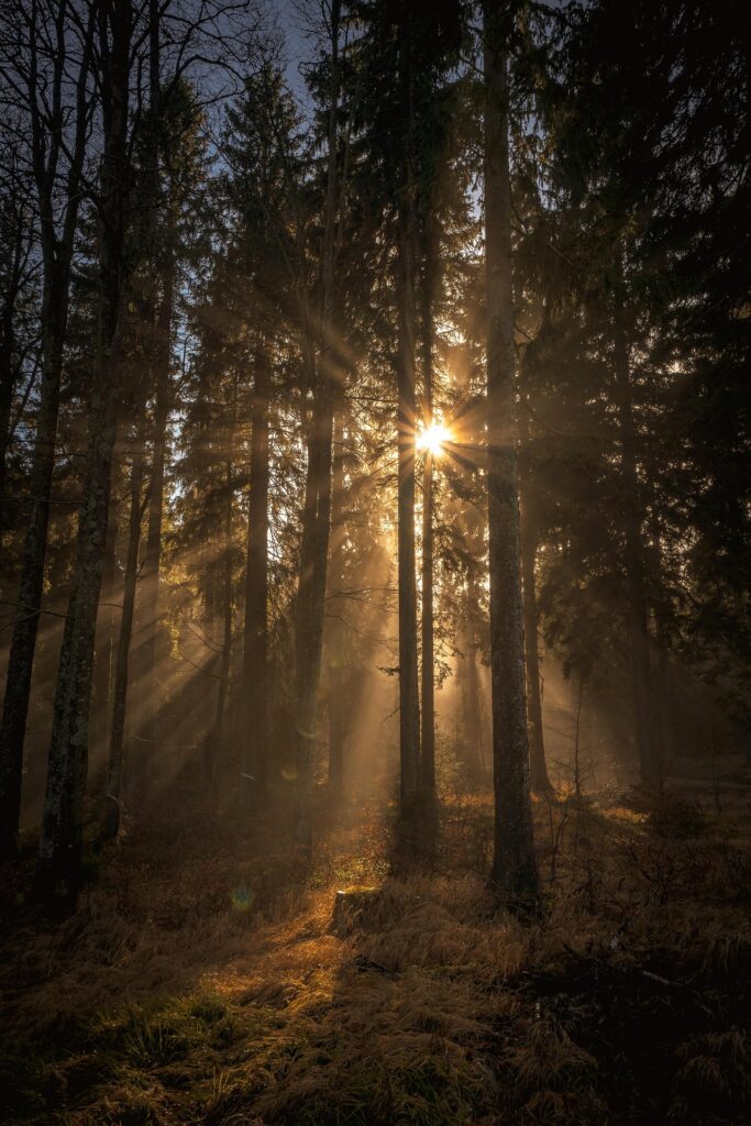 Lumière traversant une forêt, symbole d’équilibre et de ressources intérieures